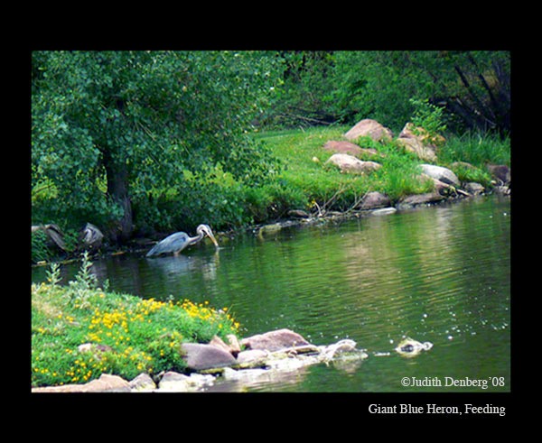 Giant Blue Heron, Feeding-