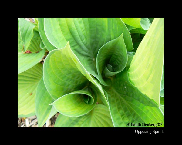 Opposing Spirals