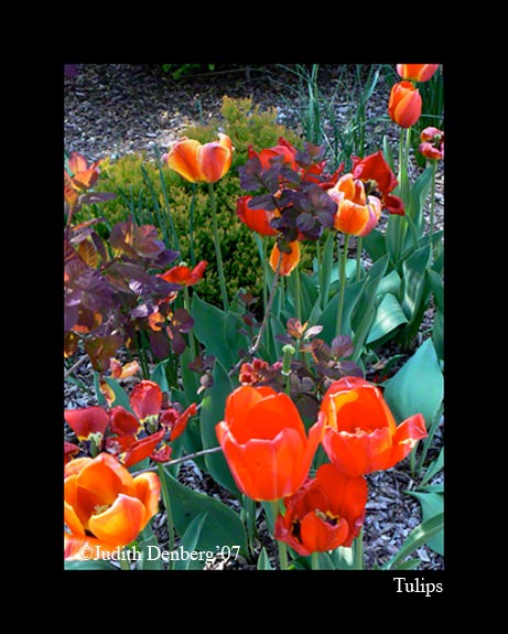 Tulips